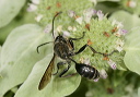 grass-carrying_wasp2054